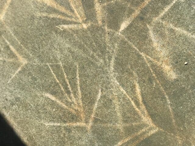 Close view of frond shapes printed into the memorial stain